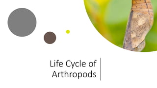 Life Cycle of
Arthropods
 