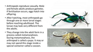 • Arthropods reproduce sexually. Male
and female adults produce gametes.
If fertilization occurs, eggs hatch into
offspring.
• After hatching, most arthropods go
through one or more larval stages
before reaching adulthood. The
larvae may look very different from
the adults.
• They change into the adult form in a
process called metamorphosis.
During metamorphosis, the
arthropod is called a pupa. It may or
may not spend this stage inside a
special container called a cocoon.
 