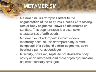 Metameric Body Phylum Arthropoda Power-point Presentation Slides | PPTX