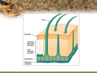 Phylum Arthropoda Power-point Presentation Slides | PPTX