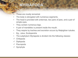 Phylum Arthropoda Power-point Presentation Slides | PPTX