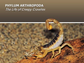 PHYLUM ARTHROPODA
The Life of Creepy Crawlies
 