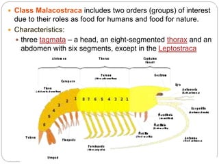 5 - 11
 Class Malacostraca includes two orders (groups) of interest
due to their roles as food for humans and food for nature.
 Characteristics:
 three tagmata – a head, an eight-segmented thorax and an
abdomen with six segments, except in the Leptostraca
 