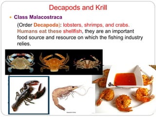 5 - 12
Decapods and Krill
 Class Malacostraca
Crustaceans
–
Underwater
Arthropods
(Order Decapoda): lobsters, shrimps, and crabs.
Humans eat these shellfish, they are an important
food source and resource on which the fishing industry
relies.
 