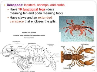 5 - 13
 Decapoda: lobsters, shrimps, and crabs
 Have 10 functional legs (deca
meaning ten and poda meaning foot).
 Have claws and an extended
carapace that encloses the gills.
Chapter
5
Pages
5-53
to
5-55
Crustaceans
–
Underwater
Arthropods
 