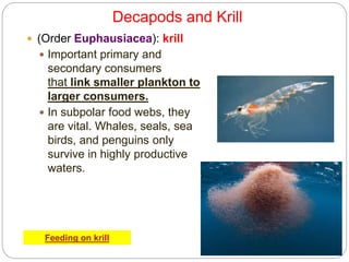 5 - 14
Decapods and Krill
 (Order Euphausiacea): krill
 Important primary and
secondary consumers
that link smaller plankton to
larger consumers.
 In subpolar food webs, they
are vital. Whales, seals, sea
birds, and penguins only
survive in highly productive
waters.
Feeding on krill
 