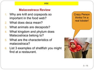 5 - 15
Malacostraca Review
1. Why are krill and copepods so
important in the food web?
2. What does deca mean?
3. What animals are decapods?
4. What kingdom and phylum does
Malacostraca belong to?
5. What are the characteristics of
malacostraca?
6. List 3 examples of shellfish you might
find at a restaurant.
HW:
Crazy Person
thinks I’m a
real lobster!
 