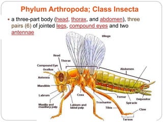 5 - 16
Phylum Arthropoda; Class Insecta
 a three-part body (head, thorax, and abdomen), three
pairs (6) of jointed legs, compound eyes and two
antennae
 