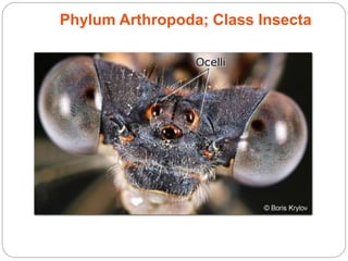 Phylum Arthropoda; Class Insecta
 