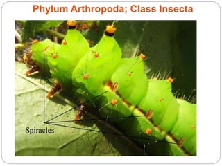 Phylum Arthropoda; Class Insecta
 