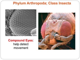 Phylum Arthropoda; Class Insecta
Compound Eyes:
help detect
movement
 