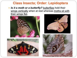  Is it a moth or a butterfly? butterflies hold their
wings vertically when at rest whereas moths sit with
their wings flat.
Class Insecta; Order: Lepidoptera
 