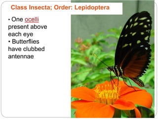 5 - 22
• One ocelli
present above
each eye
• Butterflies
have clubbed
antennae
Class Insecta; Order: Lepidoptera
 