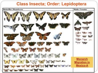 5 - 24
Class Insecta; Order: Lepidoptera
Monarch
Migration in
Mexico-A
 