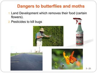 Dangers to butterflies and moths
1. Land Development which removes their food (certain
flowers).
2. Pesticides to kill bugs
5 - 25
 
