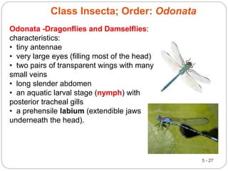 5 - 27
Class Insecta; Order: Odonata
Odonata -Dragonflies and Damselflies:
characteristics:
• tiny antennae
• very large eyes (filling most of the head)
• two pairs of transparent wings with many
small veins
• long slender abdomen
• an aquatic larval stage (nymph) with
posterior tracheal gills
• a prehensile labium (extendible jaws
underneath the head).
 