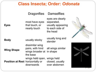 5 - 28
Class Insecta; Order: Odonata
Chapter
5
Pages
5-53
to
5-55
Crustaceans
–
Underwater
Arthropods
Eyes
most have eyes
that touch, or
nearly touch
eyes are clearly
separated,
usually appearing
to each side of
the head
Body usually stocky
usually long and
slender
Wing Shape
dissimilar wing
pairs, with hind
wings broader at
the base
all wings similar
in shape
Position at Rest
wings held open,
horizontally or
downwards
wings held
closed, usually
over abdomen
Dragonflies Damselflies
 