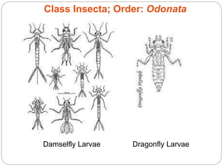 Class Insecta; Order: Odonata
Damselfly Larvae Dragonfly Larvae
 