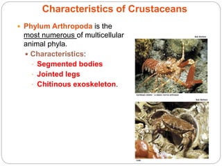 5 - 3
Characteristics of Crustaceans
 Phylum Arthropoda is the
most numerous of multicellular
animal phyla.
 Characteristics:
• Segmented bodies
• Jointed legs
• Chitinous exoskeleton.
 
