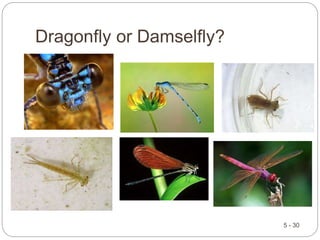 Dragonfly or Damselfly?
5 - 30
 