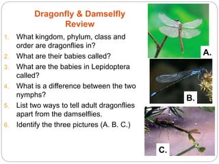 Dragonfly & Damselfly
Review
1. What kingdom, phylum, class and
order are dragonflies in?
2. What are their babies called?
3. What are the babies in Lepidoptera
called?
4. What is a difference between the two
nymphs?
5. List two ways to tell adult dragonflies
apart from the damselflies.
6. Identify the three pictures (A. B. C.)
5 - 31
A.
B.
C.
 