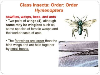 Class Insecta; Order: Order
Hymenoptera
sawflies, wasps, bees, and ants
• Two pairs of wings (4), although
some may be wingless such as
some species of female wasps and
the worker caste of ants.
• The forewings are larger than the
hind wings and are held together
by small hooks.
 