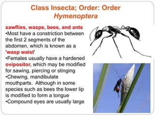 5 - 33
sawflies, wasps, bees, and ants
•Most have a constriction between
the first 2 segments of the
abdomen, which is known as a
'wasp waist'
•Females usually have a hardened
ovipositor, which may be modified
for sawing, piercing or stinging
•Chewing, mandibulate
mouthparts. Although in some
species such as bees the lower lip
is modified to form a tongue
•Compound eyes are usually large
Class Insecta; Order: Order
Hymenoptera
 