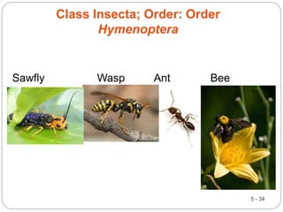 5 - 34
Sawfly Wasp Ant Bee
Class Insecta; Order: Order
Hymenoptera
 