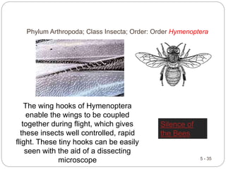 5 - 35
Phylum Arthropoda; Class Insecta; Order: Order Hymenoptera
The wing hooks of Hymenoptera
enable the wings to be coupled
together during flight, which gives
these insects well controlled, rapid
flight. These tiny hooks can be easily
seen with the aid of a dissecting
microscope
Silence of
the Bees
 