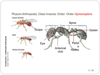 5 - 38
Phylum Arthropoda; Class Insecta; Order: Order Hymenoptera
Chapter
5
Pages
5-53
to
5-55
Crustaceans
–
Underwater
Arthropods
Scape
Eye
Spine
Petiol
e
Nodes
Antennal
club
Gaster
 