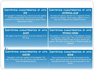 5 - 39
Chapter
5
Pages
5-53
to
5-55
Crustaceans
–
Underwater
Arthropods
 