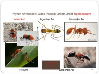 5 - 40
Chapter
5
Pages
5-53
to
5-55
Crustaceans
–
Underwater
Arthropods
Fire Ant Carpenter Ant
Velvet Ant Argentine Ant Harvester Ant
Phylum Arthropoda; Class Insecta; Order: Order Hymenoptera
Lord of the
Ants
 