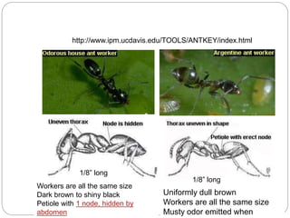 5 - 42
http://www.ipm.ucdavis.edu/TOOLS/ANTKEY/index.html
1/8” long
1/8” long
Uniformly dull brown
Workers are all the same size
Musty odor emitted when
Workers are all the same size
Dark brown to shiny black
Petiole with 1 node, hidden by
abdomen
 
