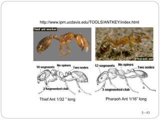5 - 43
http://www.ipm.ucdavis.edu/TOOLS/ANTKEY/index.html
Pharaoh Ant 1/16” long
Thief Ant 1/32 ” long
 