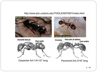5 - 44
http://www.ipm.ucdavis.edu/TOOLS/ANTKEY/index.html
Carpenter Ant 1/4-1/2” long Pavement Ant 3/16” long
 