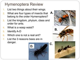 Hymenoptera Review
1. List two things about their wings.
2. What are four types of insects that
belong to the order Hymenoptera?
3. List the kingdom, phylum, class and
order for ants.
4. What is a wasp waist?
5. Identify A-D
6. Which one is not a real ant?
7. List the 3 reasons bees are in
danger.
5 - 46
C.
A.
B.
D.
 