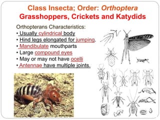 5 - 47
Class Insecta; Order: Orthoptera
Grasshoppers, Crickets and Katydids
Orthopterans Characteristics:
• Usually cylindrical body
• Hind legs elongated for jumping.
• Mandibulate mouthparts
• Large compound eyes
• May or may not have ocelli
• Antennae have multiple joints.
 