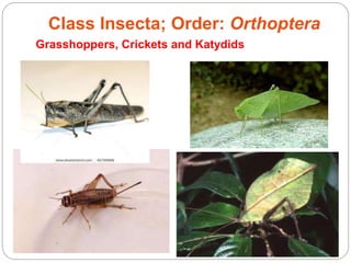 5 - 48
Grasshoppers, Crickets and Katydids
Class Insecta; Order: Orthoptera
 