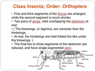 5 - 49
• First and third segments of the thorax are enlarged,
while the second segment is much shorter.
• Two pairs of wings, held overlapping the abdomen at
rest.
• ( The forewings, or tegmina, are narrower than the
hindwings.
• At rest, the hindwings are held folded fan-like under
the forewings. )
• The final two to three segments of the abdomen are
reduced, and have single-segmented cerci.
Class Insecta; Order: Orthoptera
 