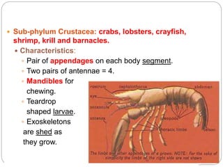 5 - 5
 Sub-phylum Crustacea: crabs, lobsters, crayfish,
shrimp, krill and barnacles.
 Characteristics:
 Pair of appendages on each body segment.
 Two pairs of antennae = 4.
 Mandibles for
chewing.
 Teardrop
shaped larvae.
 Exoskeletons
are shed as
they grow.
 