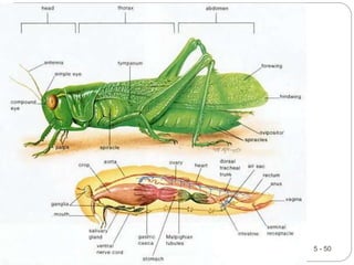 5 - 50
Chapter
5
Pages
5-53
to
5-55
Crustaceans
–
Underwater
Arthropods
 