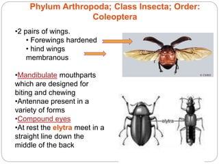 5 - 51
Phylum Arthropoda; Class Insecta; Order:
Coleoptera
•2 pairs of wings.
• Forewings hardened
• hind wings
membranous
•Mandibulate mouthparts
which are designed for
biting and chewing
•Antennae present in a
variety of forms
•Compound eyes
•At rest the elytra meet in a
straight line down the
middle of the back
 