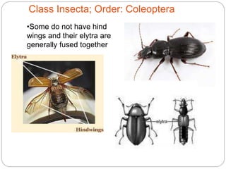 Class Insecta; Order: Coleoptera
•Some do not have hind
wings and their elytra are
generally fused together
 