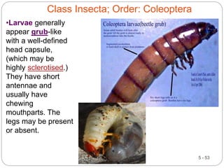5 - 53
Class Insecta; Order: Coleoptera
•Larvae generally
appear grub-like
with a well-defined
head capsule,
(which may be
highly sclerotised.)
They have short
antennae and
usually have
chewing
mouthparts. The
legs may be present
or absent.
 