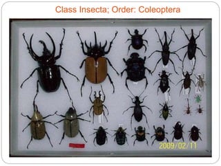 Class Insecta; Order: Coleoptera
 