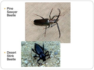  Pine
Sawyer
Beetle
 Desert
Stink
Beetle
 