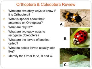 Orthoptera & Coleoptera Review
1. What are two easy ways to know if
it is Orthoptera?
2. What is special about their
antennae on Orthoptera?
3. What are “elytra?”
4. What are two easy ways to
recognize Coleoptera?
5. What are the larvae of beetles
called?
6. What do beetle larvae usually look
like?
7. Identify the Order for A, B and C.
5 - 56
B.
A.
C.
 