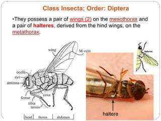 5 - 57
Class Insecta; Order: Diptera
Chapter
5
Pages
5-53
to
5-55
Crustaceans
–
Underwater
Arthropods
•They possess a pair of wings (2) on the mesothorax and
a pair of halteres, derived from the hind wings, on the
metathorax.
 
