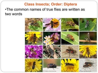 5 - 58
Class Insecta; Order: Diptera
•The common names of true flies are written as
two words
 