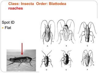 Class: Insecta Order: Blattodea
roaches
Spot ID
 Flat
 